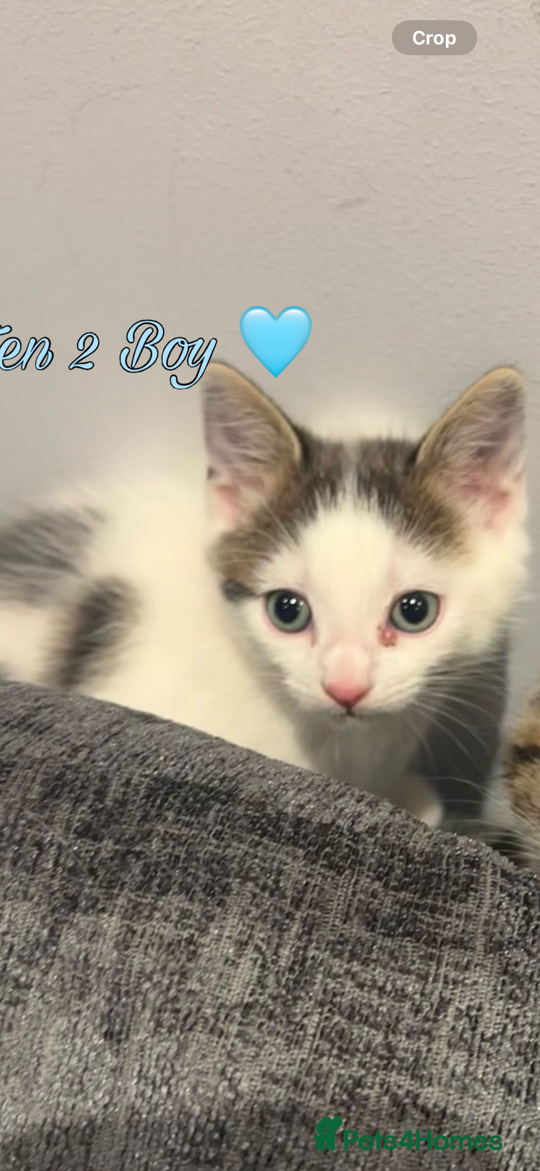 Mixed Breed cats for sale: Cute Boy Kitten Left!!!  - Advert 4