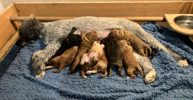 Labradoodle dogs - Advert 10