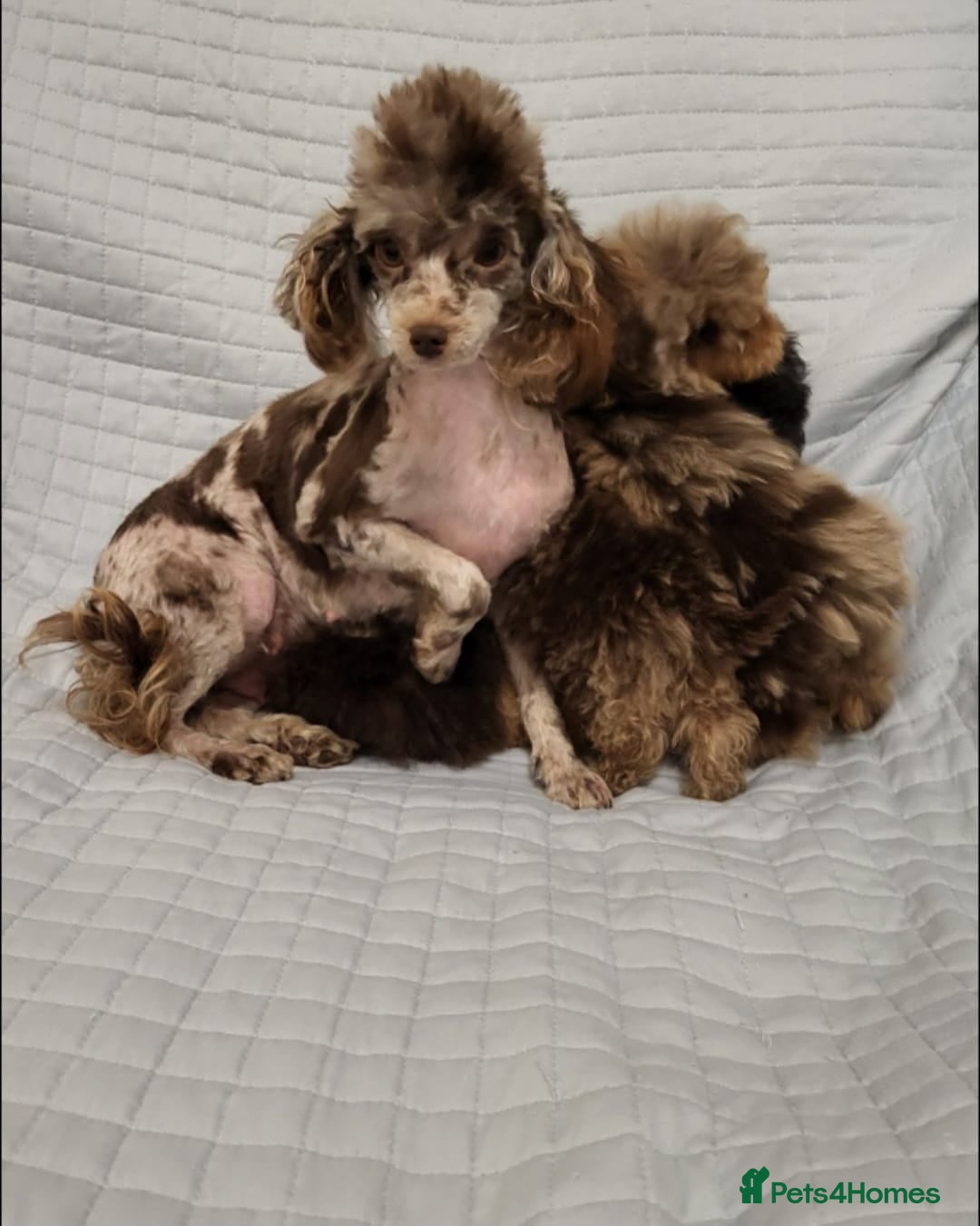 Toy Poodle dogs for sale: Small toy poodles  - Advert 12