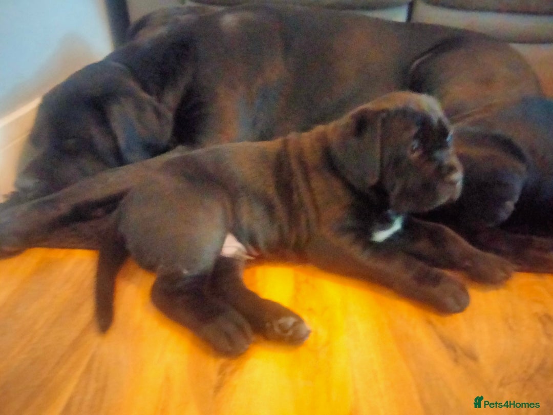 Cane Corso dogs for sale: Cane Corso puppies 14/11/25 - Image 14