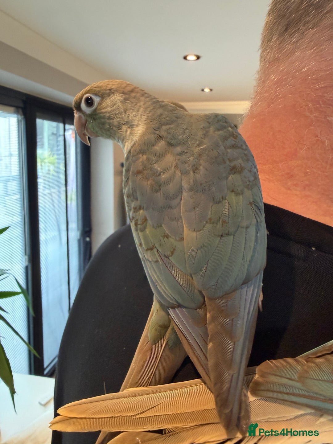 Conures birds for sale: Baby Hand Reared Conures 18 weeks Old - Image 12
