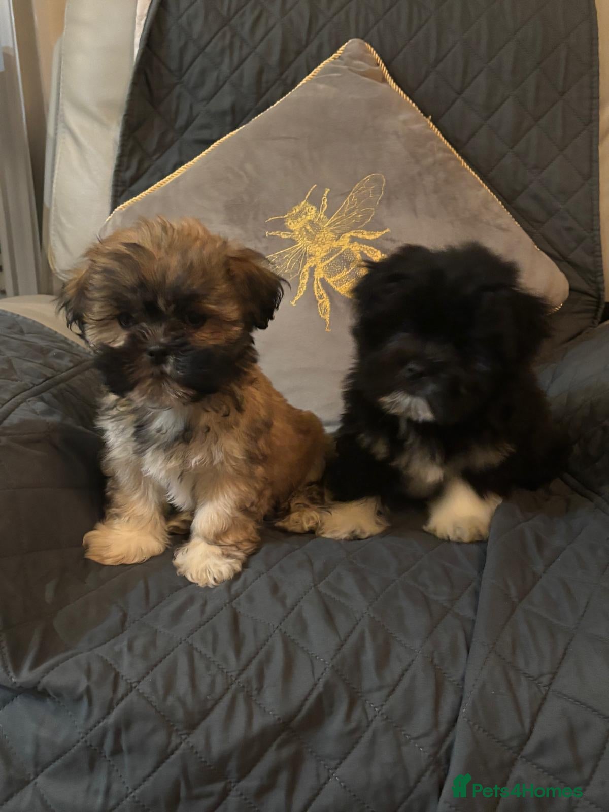 Lhasa Apso dogs Pedigree full bred Lhasa apso puppies - Advert 3