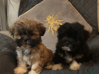Lhasa Apso dogs Pedigree full bred Lhasa apso puppies - Advert 6
