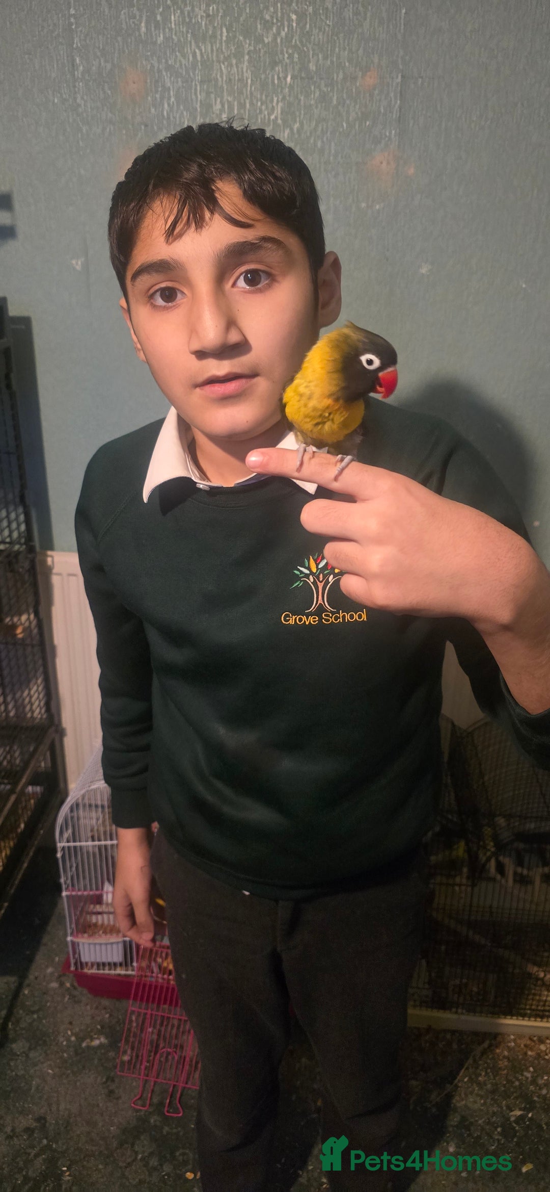 Budgerigars birds for sale: Mixed birds - Advert 6