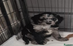 Cockapoo dogs for sale: Miniature cockapoo Puppy ready now - Image 2