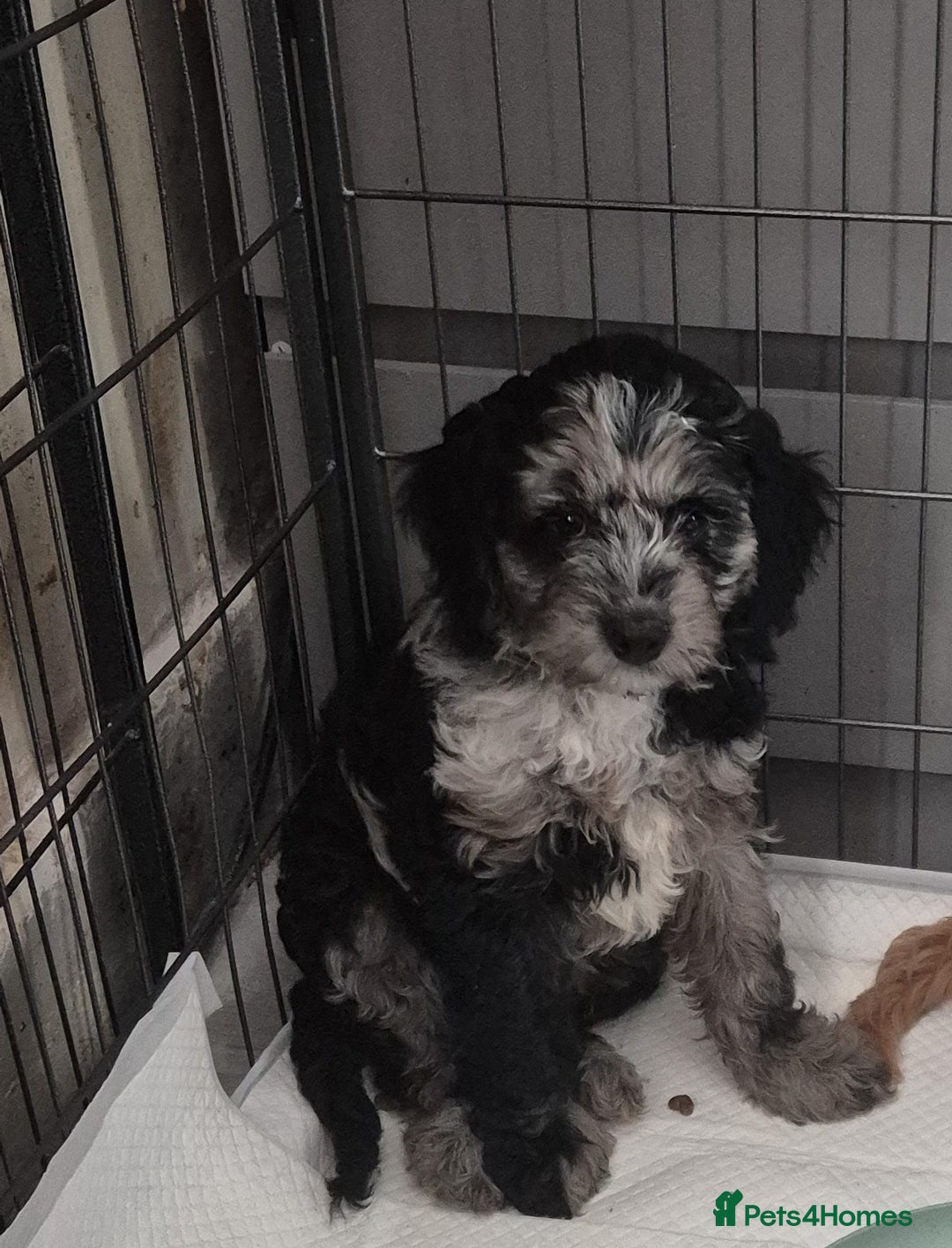 Cockapoo dogs for sale: Miniature cockapoo Puppy ready now - Image 2