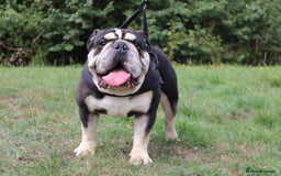 English Bulldog dogs for stud: Black and Tan English bulldog - Image 3
