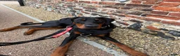 Dobermann dogs for stud: KC Health & Heart tested stud - Advert 30