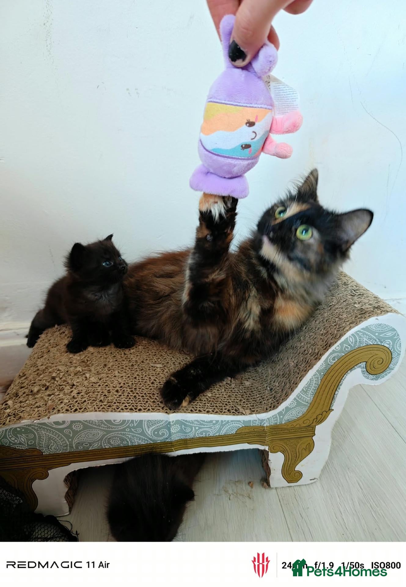 Maine Coon cats Mummy is part main coon  - Advert 5