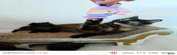 Maine Coon cats for sale: Mummy is part main coon  in Leicester - Advert 1