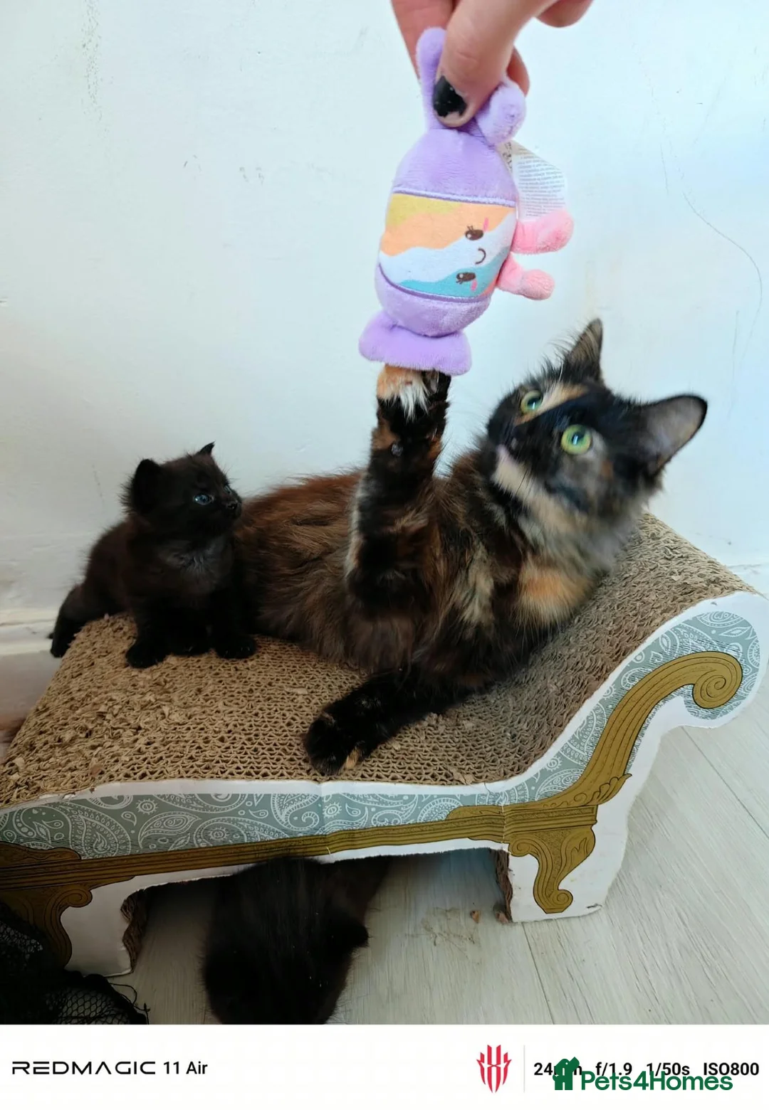 Maine Coon cats for sale: Mummy is part main coon  in Leicester - Advert 1