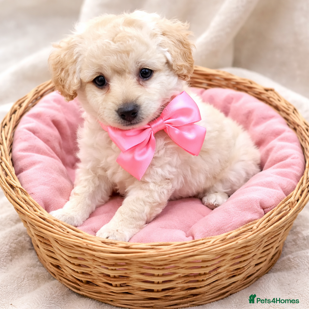 Cockapoo dogs Ready to leave ! Last sweet girls  - Advert 14