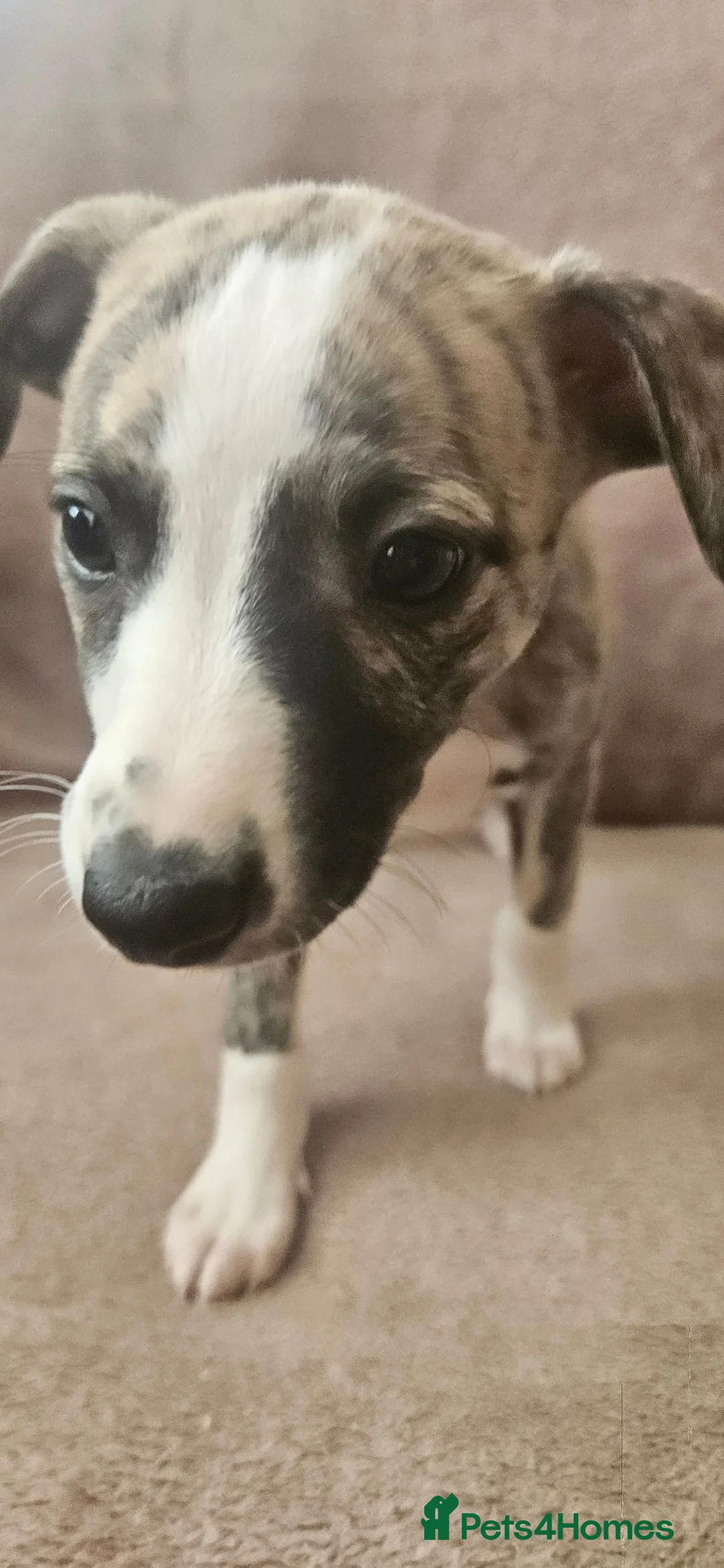 Whippet dogs for sale: KC HEALTH AND HEART TESTED WHIPPETS - Advert 2