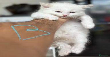 Ragdoll cats - Advert 13
