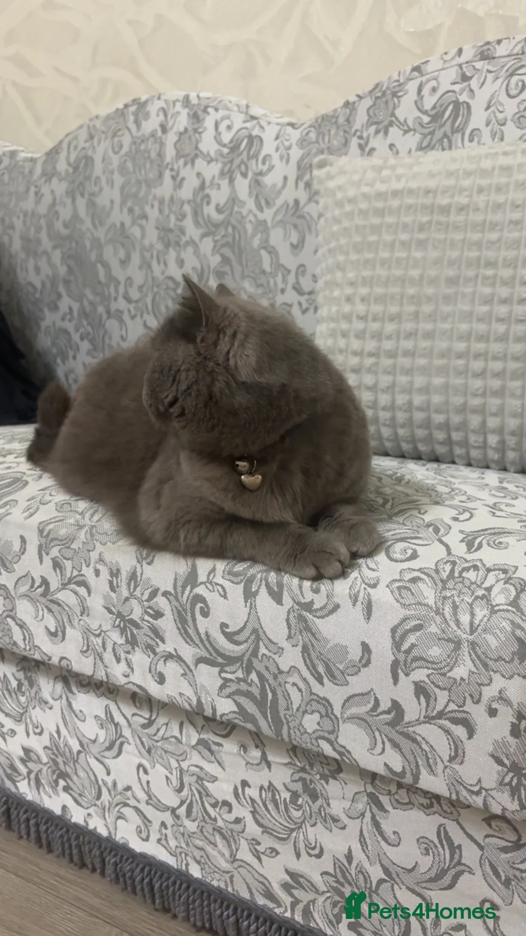 British Shorthair cats for sale: 3 year old British short hair  - Advert 2