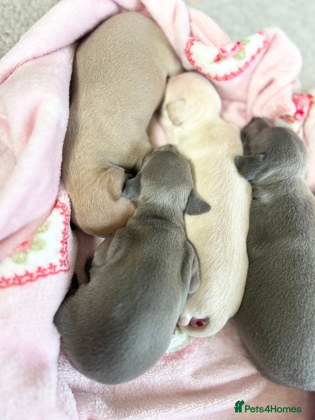 Italian Greyhound dogs for sale: 🐾Exceptional litter of KC Italian Greyhounds 🐾 - Advert 7