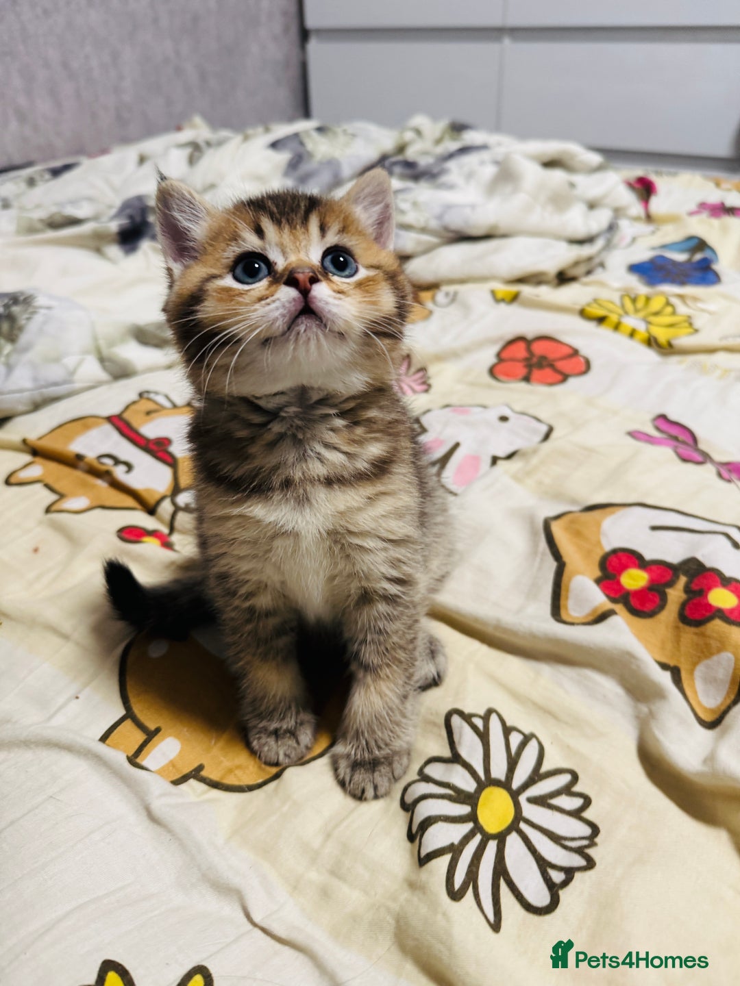 British Shorthair cats for sale: British shorthair - Advert 5