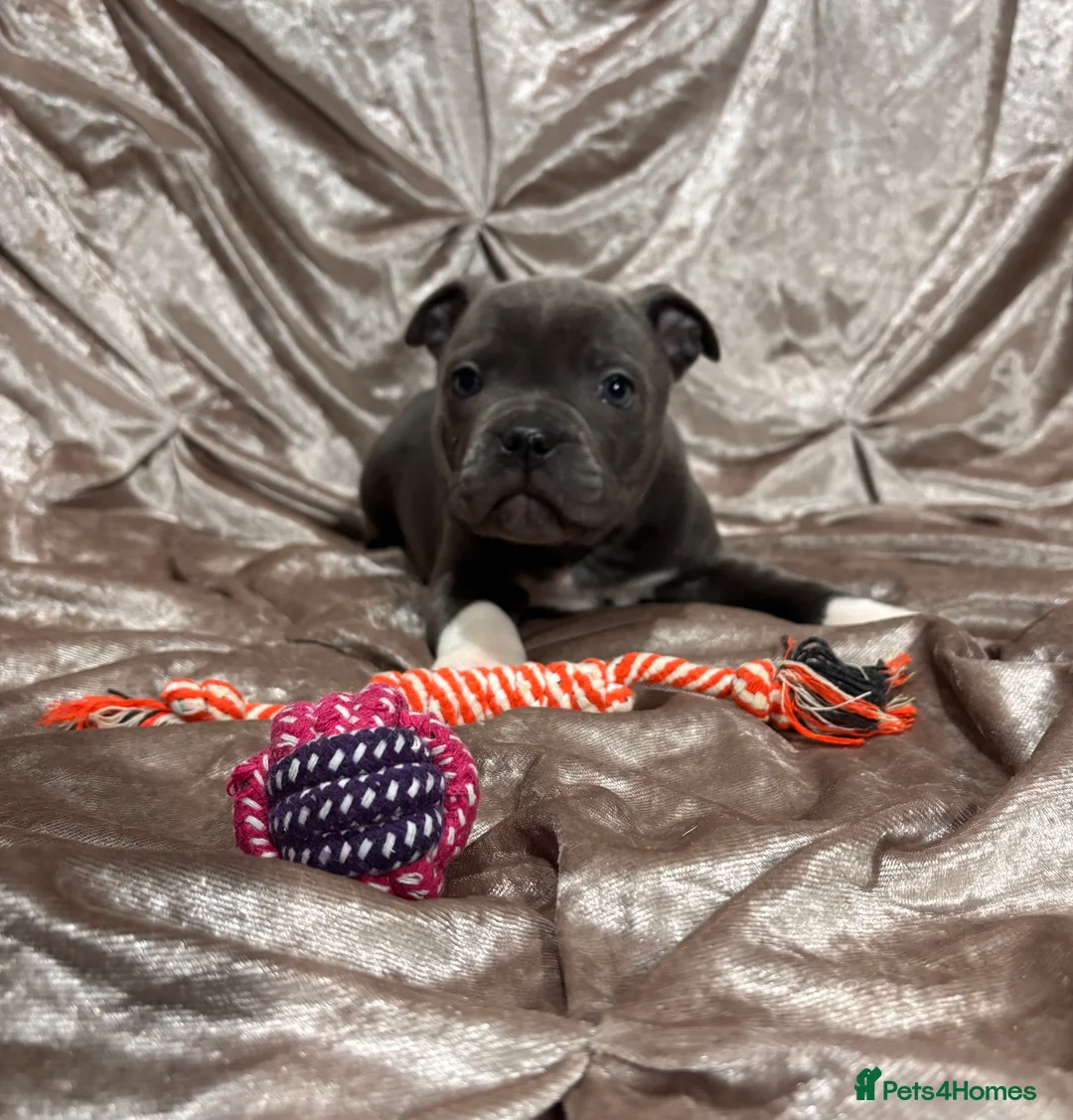 Staffordshire Bull Terrier dogs for sale: Blue Staffordshire bull terrier puppies  - Advert 8