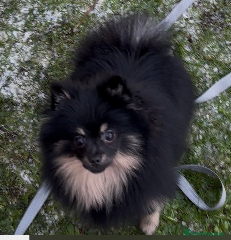 Pomeranian dogs Pomeranian female - Advert 4