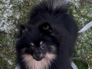 Pomeranian dogs Pomeranian female - Advert 12