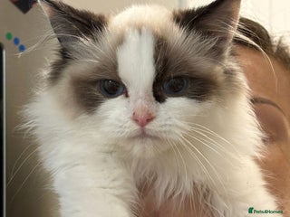 Ragdoll cats - Advert 2