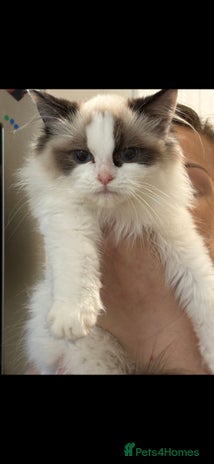 Ragdoll cats - Advert 2