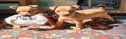 Miniature Pinscher dogs for sale: Lovely red boy ready for loving home in Edinburgh - Advert 22