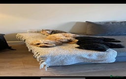 Cockapoo dogs for sale: Mabel – 3-Year-Old Cockapoo  - Image 8