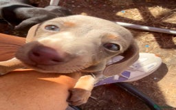 Miniature Dachshund dogs for sale: Beautiful Isabella dachshund puppies - Image 16