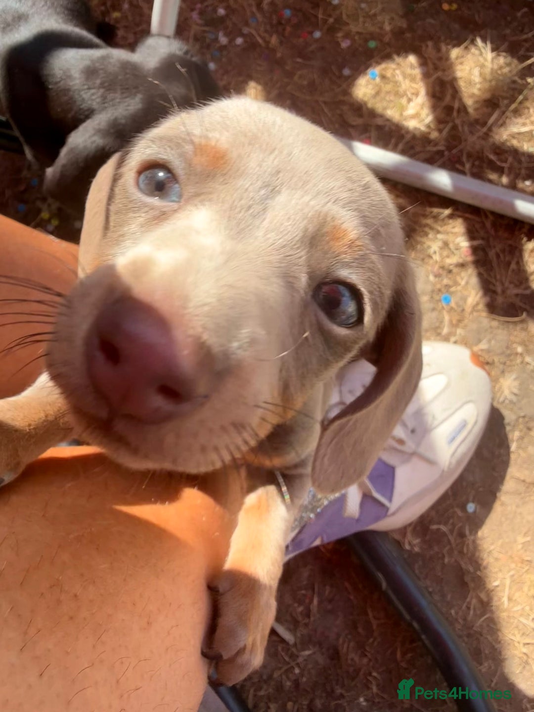 Miniature Dachshund dogs for sale: Beautiful Isabella dachshund puppies - Image 16