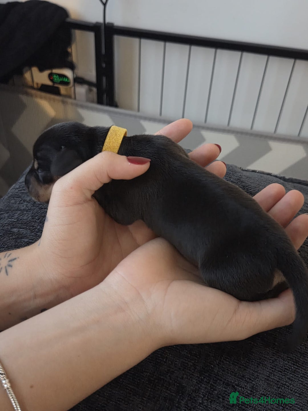 Miniature Dachshund dogs for sale: AWESOME MINIATURE PUPPIES - Advert 7