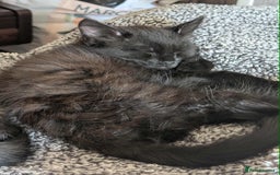 Mixed Breed cats for sale: Kittens for sale - Image 2