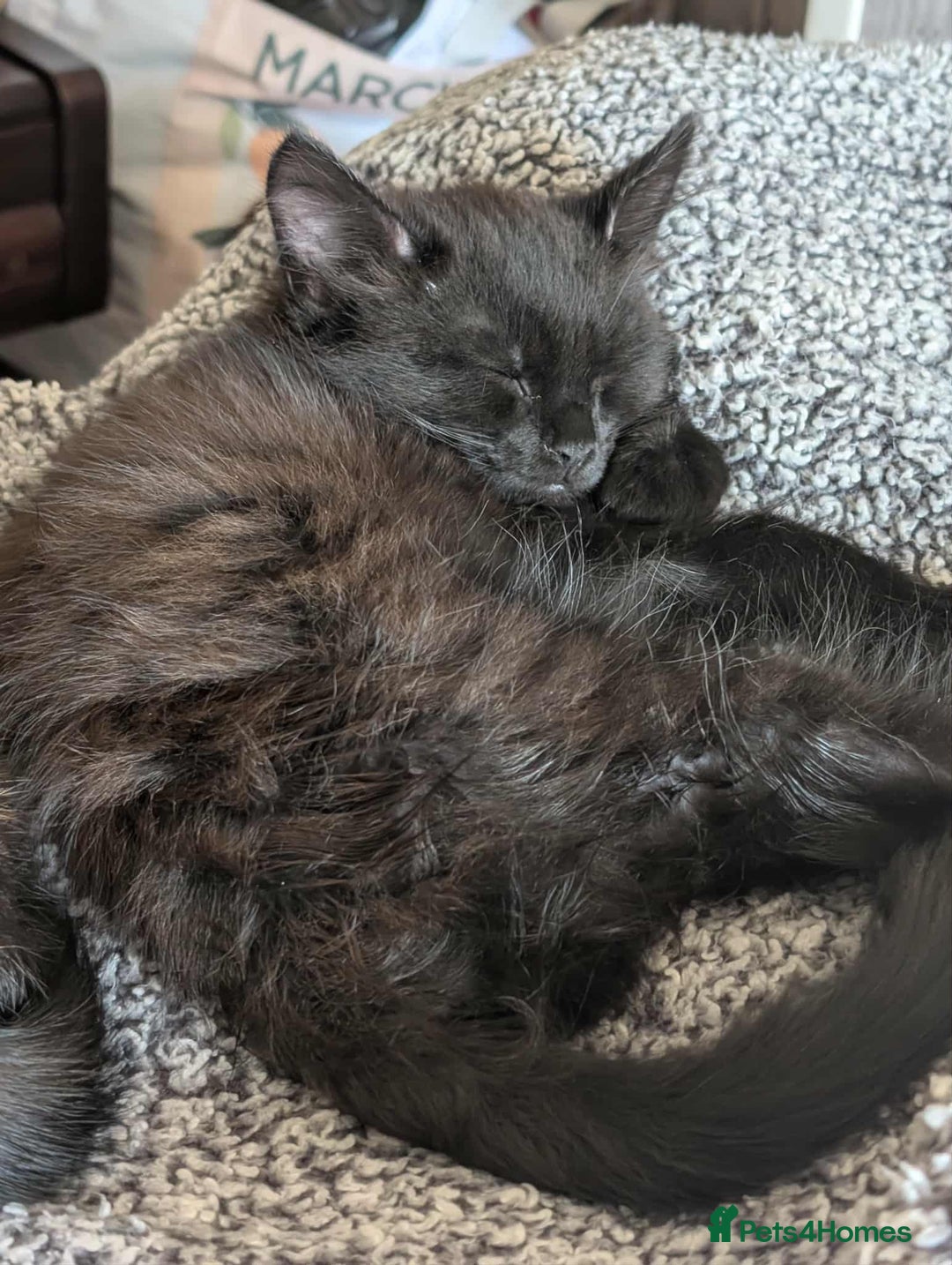 Mixed Breed cats for sale: Kittens for sale - Image 2
