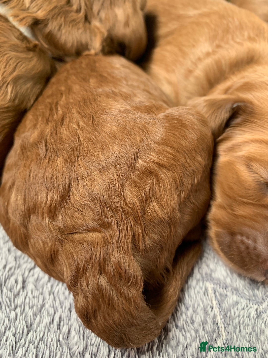 Cockapoo dogs for sale: 3 Stunning Dark Red Cockapoo Puppies - Image 19
