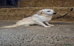 Golden Retriever dogs for sale: Kc, health tested, show type, golden retrievers. - Advert 14