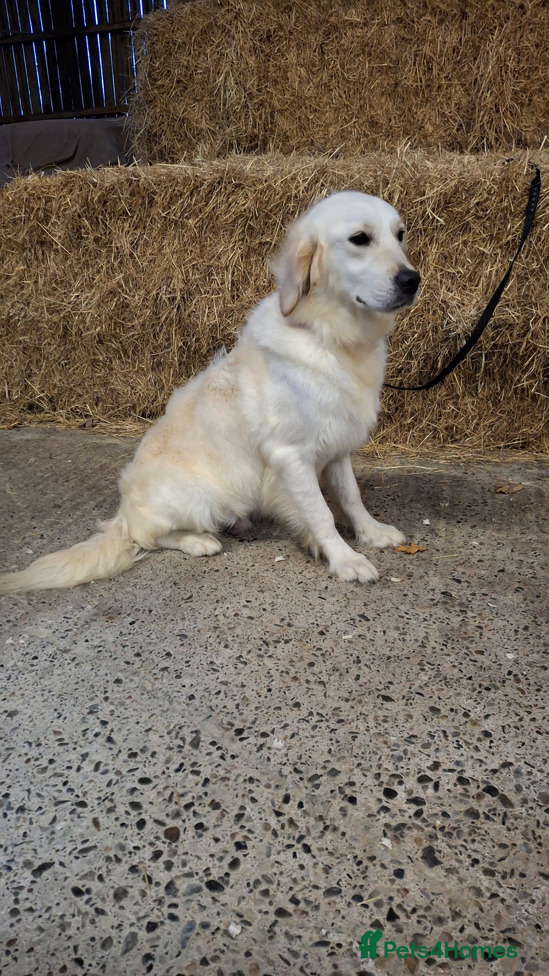 Golden Retriever dogs for sale: Kc, health tested, show type, golden retrievers. - Advert 14