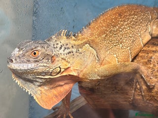 Iguana reptiles 6-7 mnth old RED IGUANA - Advert 10