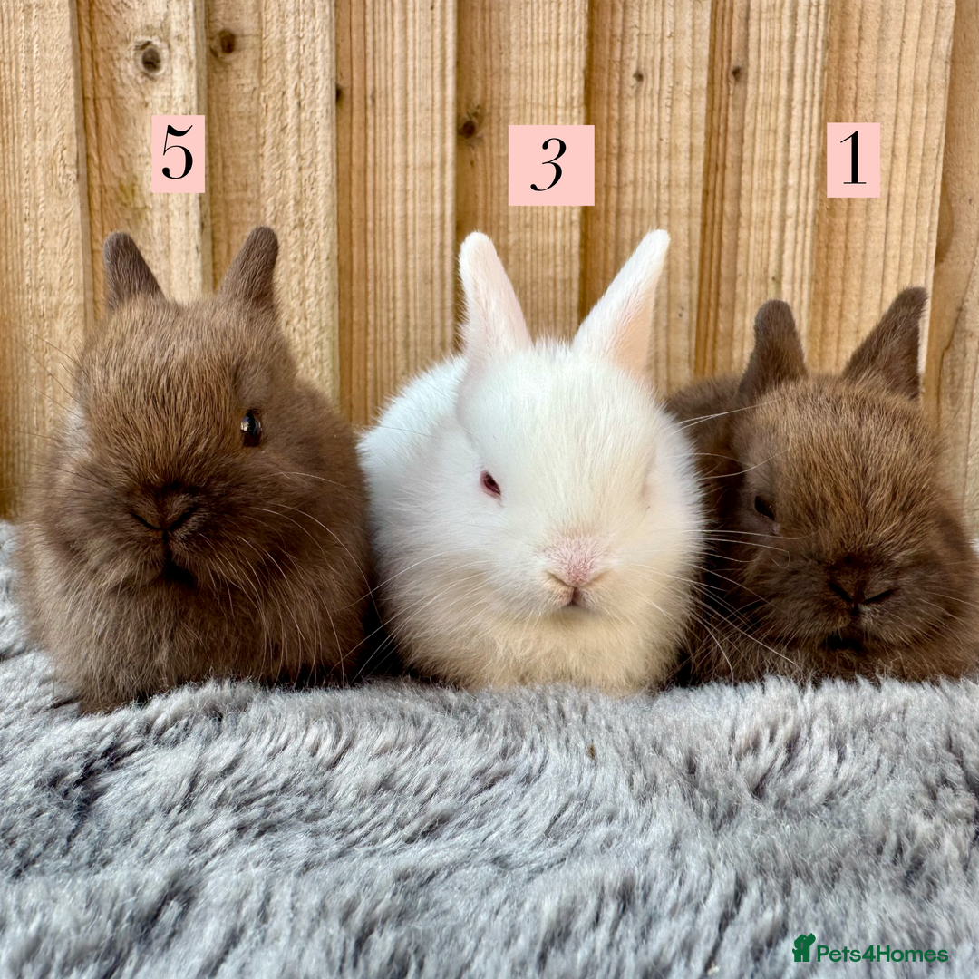Netherland Dwarf rabbits for sale: Stunning litter of pure Netherland dwarfs  - Image 2