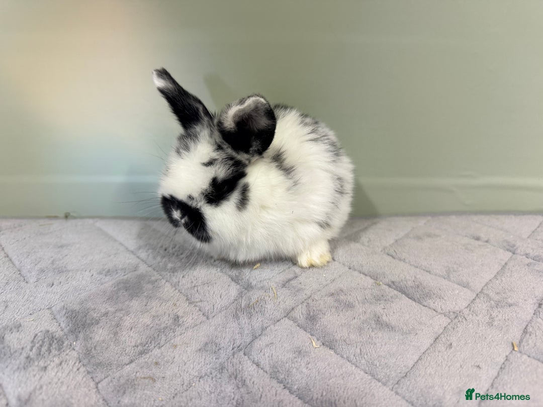 Mini Lop rabbits for sale: Mini lops  - Advert 1