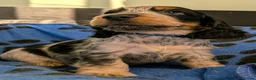 Cocker Spaniel dogs for sale: KC Show Cocker Spaniel Pups Health Tested Parents - Advert 25