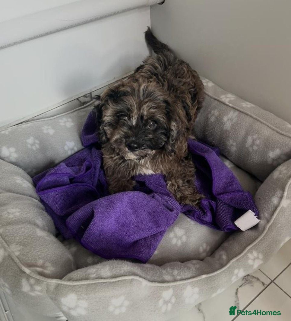 Cavapoo dogs Extensively health tested cavapoo merle boy left ! - Advert 1