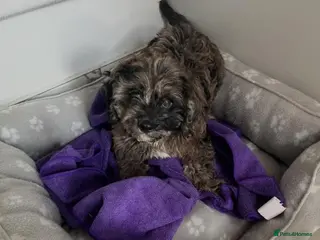 Cavapoo dogs Extensively health tested cavapoo merle boy left ! - Advert 1