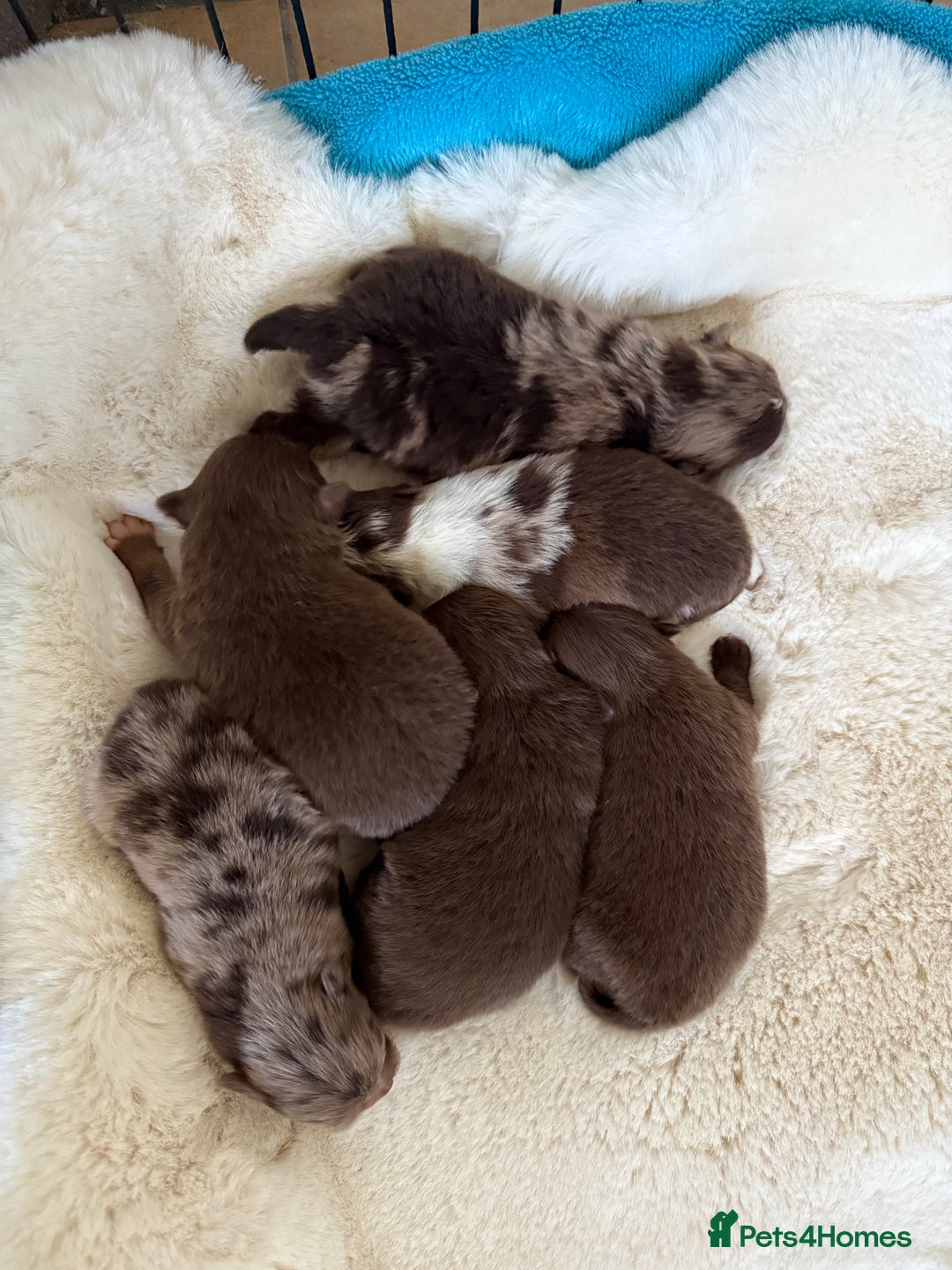 Pomeranian dogs for sale: BEAUTIFUL K.C REGISTERED POMERANIAN PUPPIES  - Advert 12