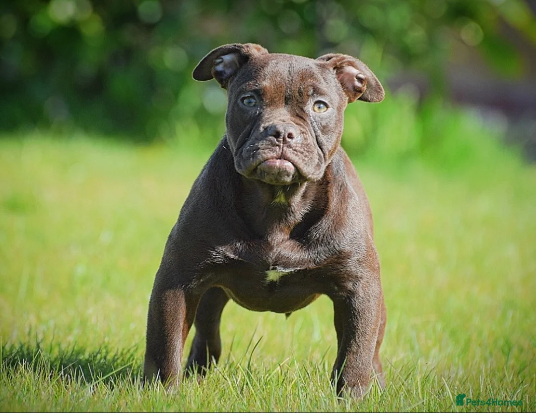 Olde English Bulldogge dogs for sale: 23 years experience 5⭐️Rated licensed  - Advert 1