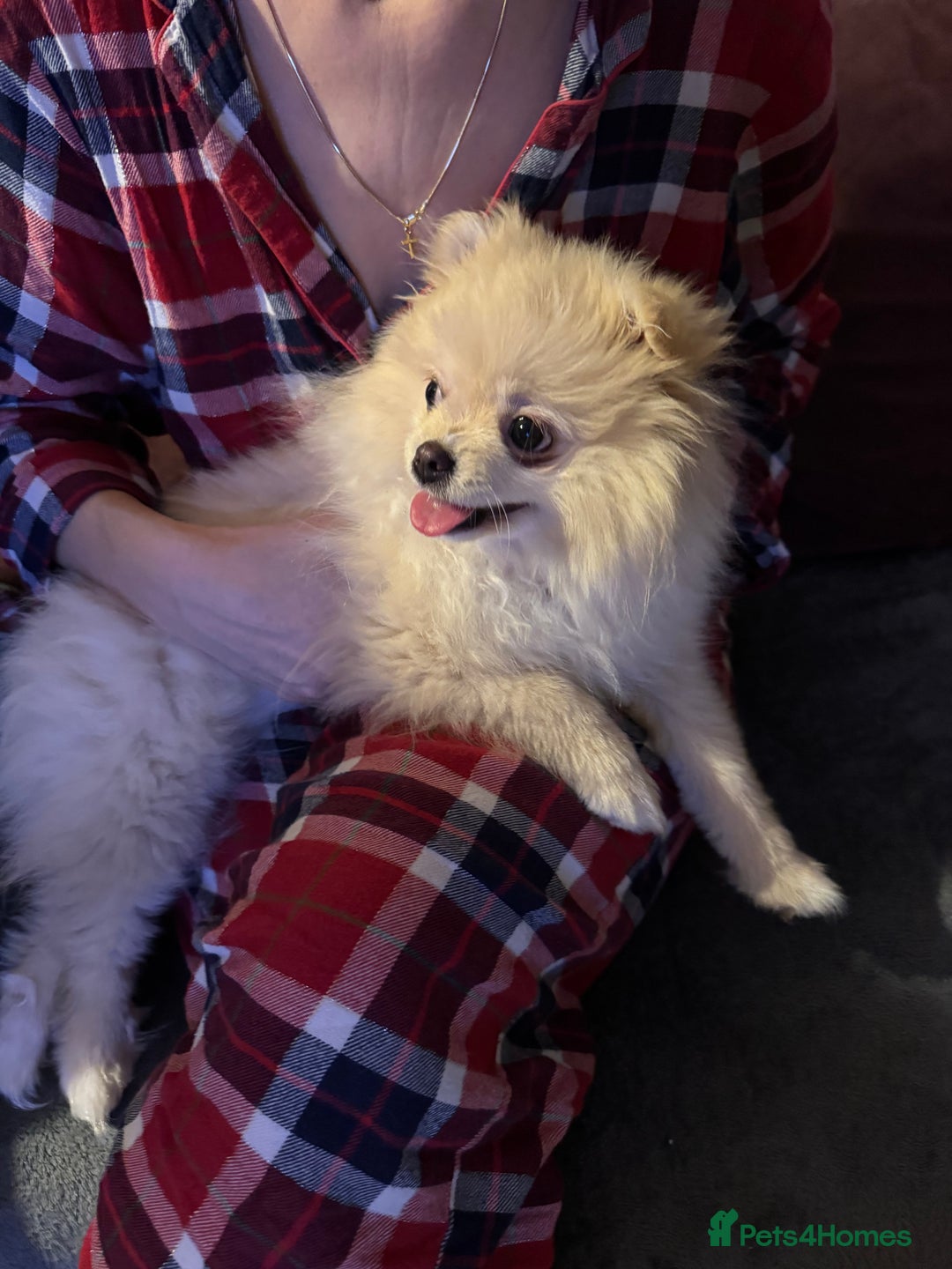 Pomeranian dogs for sale: Pomeranian Girl - Advert 4