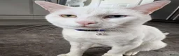Mixed Breed cats for sale: 🐈‍⬛🐈Very unusual kittens 🐈‍⬛  - Advert 8