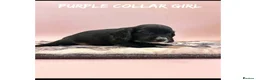 Cocker Spaniel dogs for sale: Working cocker spaniel puppies  - Advert 21