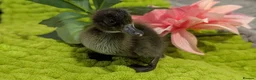 Ducks poultry for sale: Our gorgeous little ducklings have arrived! 🥰🐣 - Advert 3