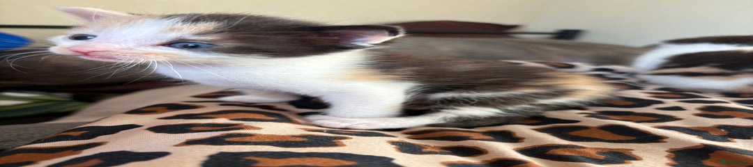Mixed Breed Kitten 5