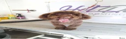 Cockapoo dogs for sale: Extensively health tested parents f1b cockapoo in Ongar - Advert 17